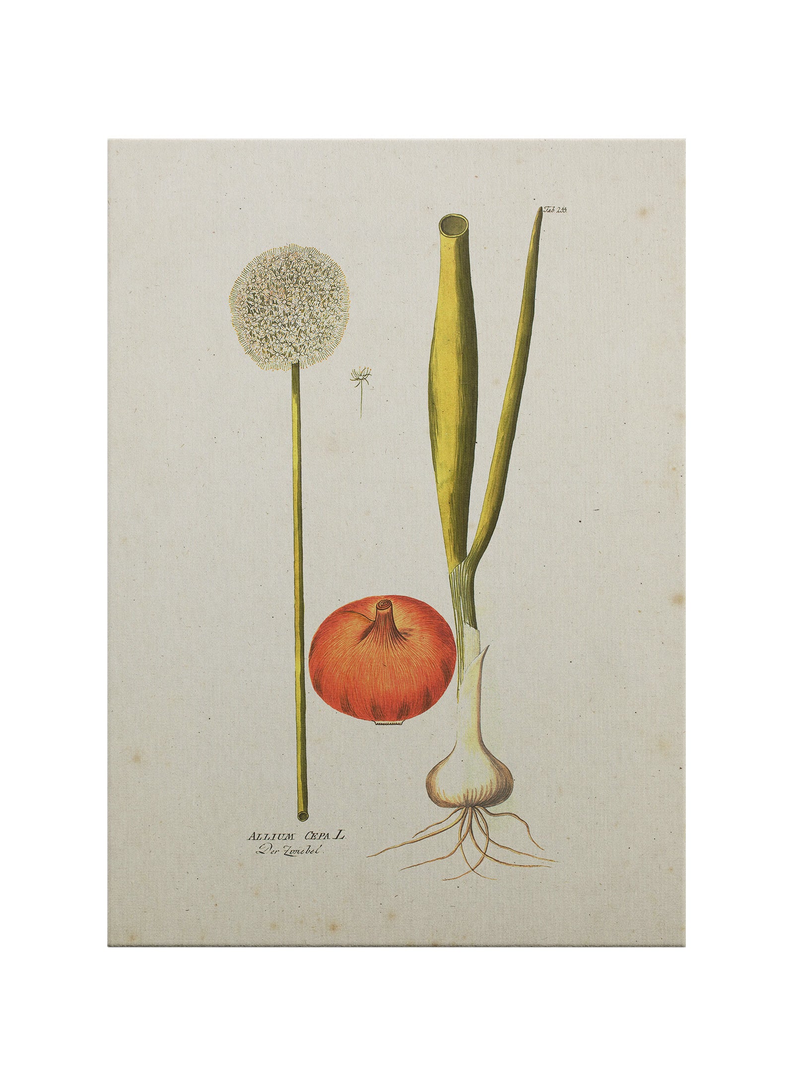 Allium Cepa Botanik Kanvas Tablo | Vintage Soğan İllüstrasyonu
