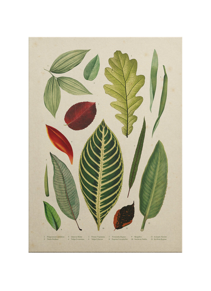 Botanik Yaprak Atlası –  Minimalist Kanvas Tablo