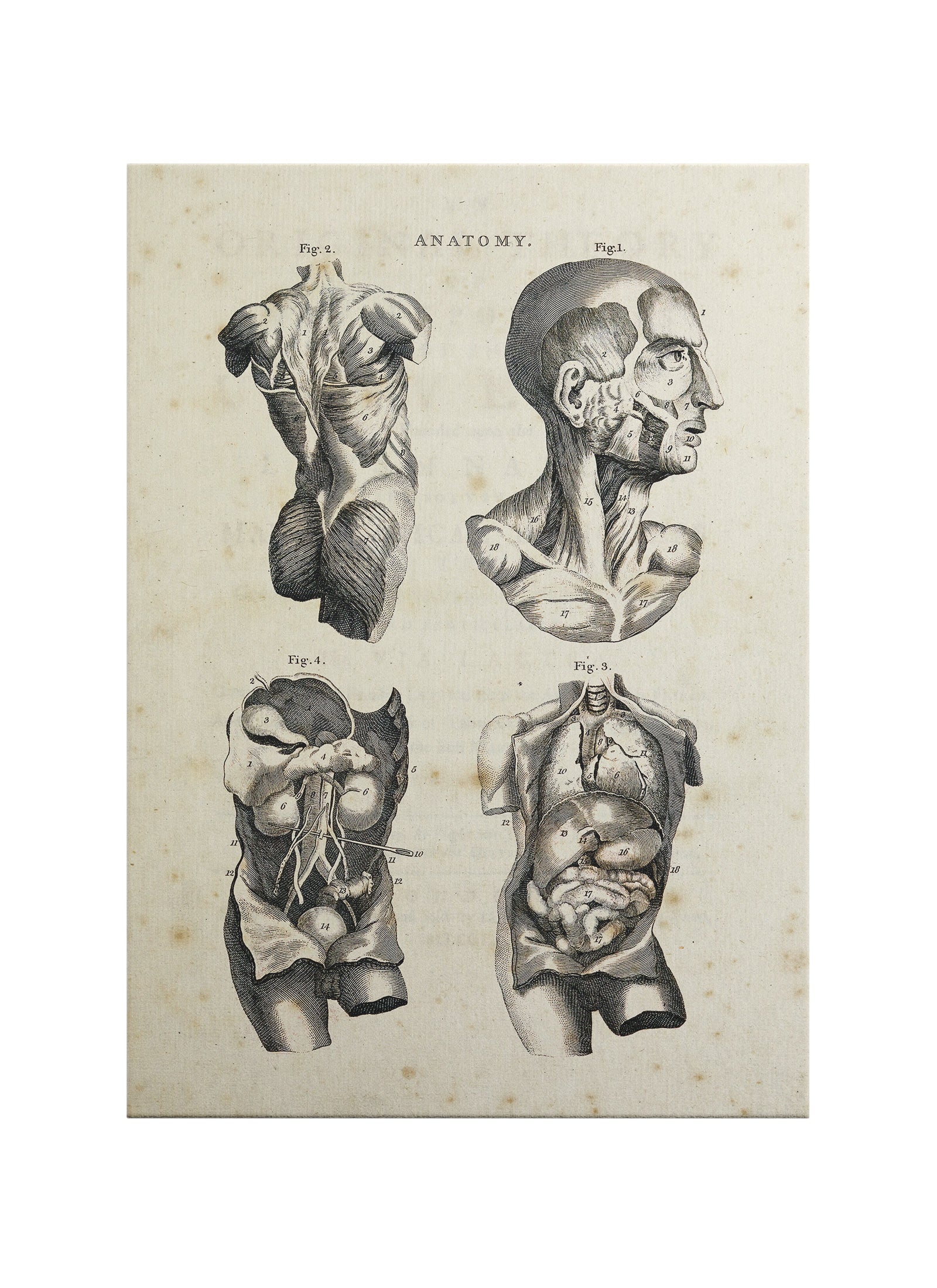 İnsan Anatomisi Kanvas Tablo | Vintage Tıbbi Gravür