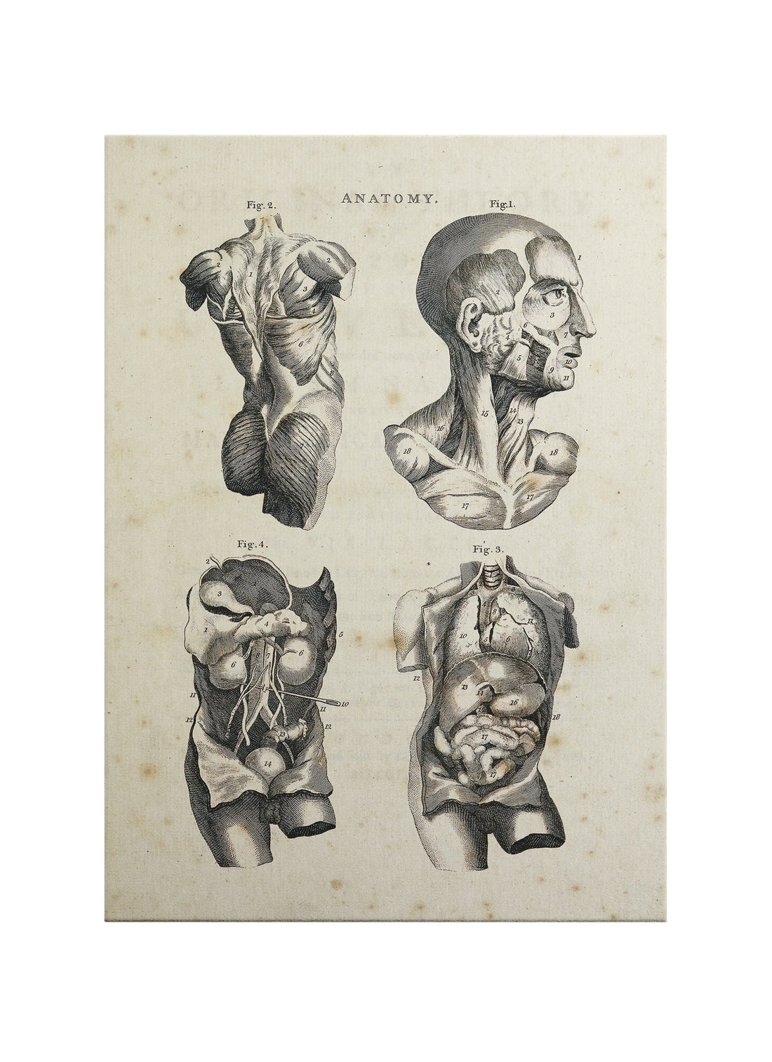İnsan Anatomisi Kanvas Tablo | Vintage Tıbbi Gravür