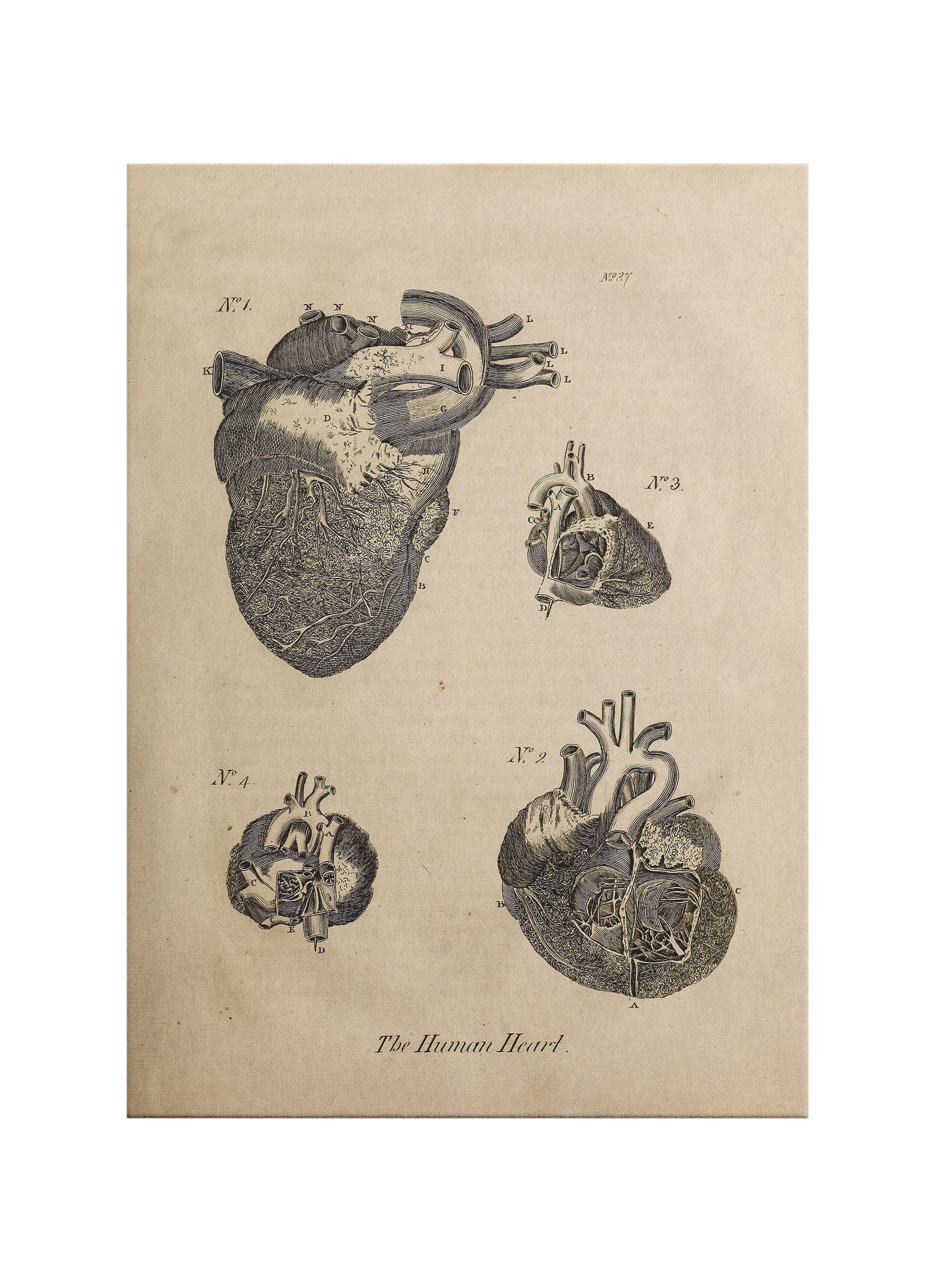 İnsan Kalbi Anatomisi Kanvas Tablo