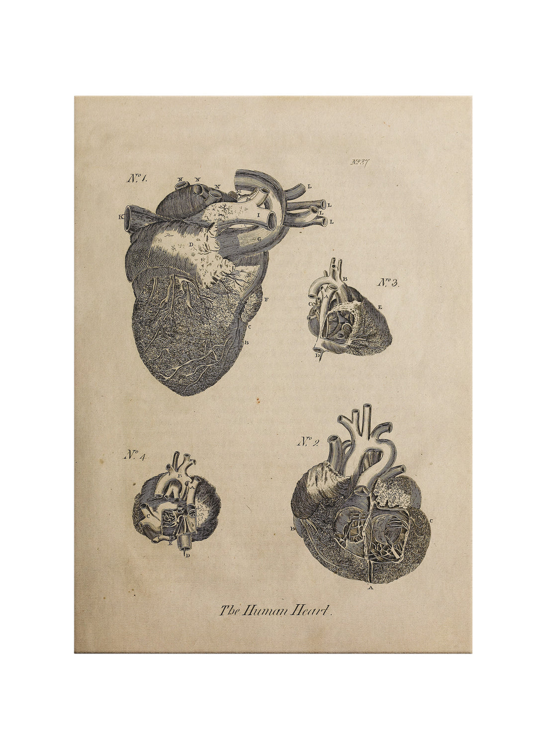 İnsan Kalbi Anatomisi Kanvas Tablo