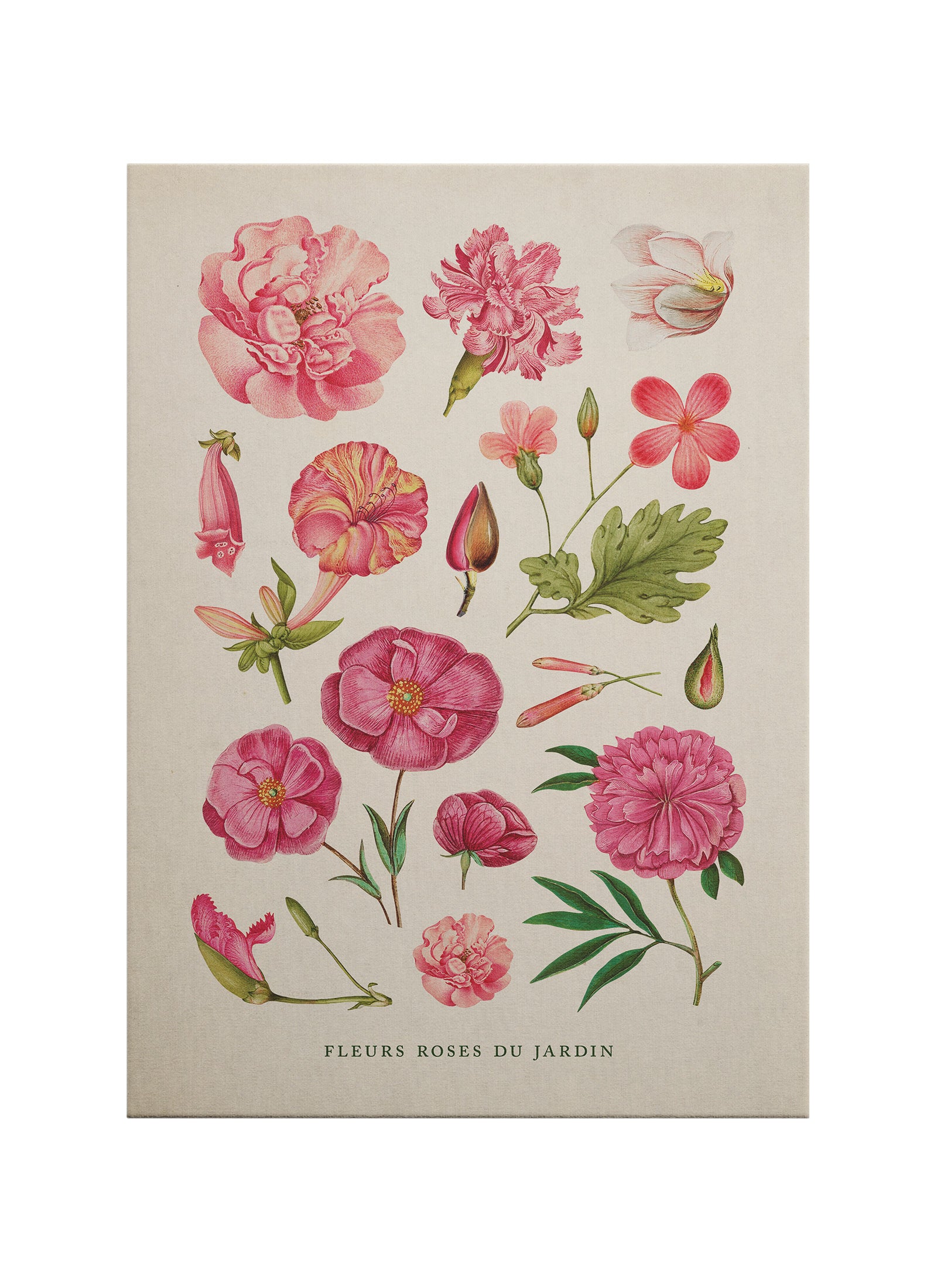 Pembe Bahçe Çiçekleri Kanvas Tablo | Vintage Botanik Çiçek İllüstrasyonu