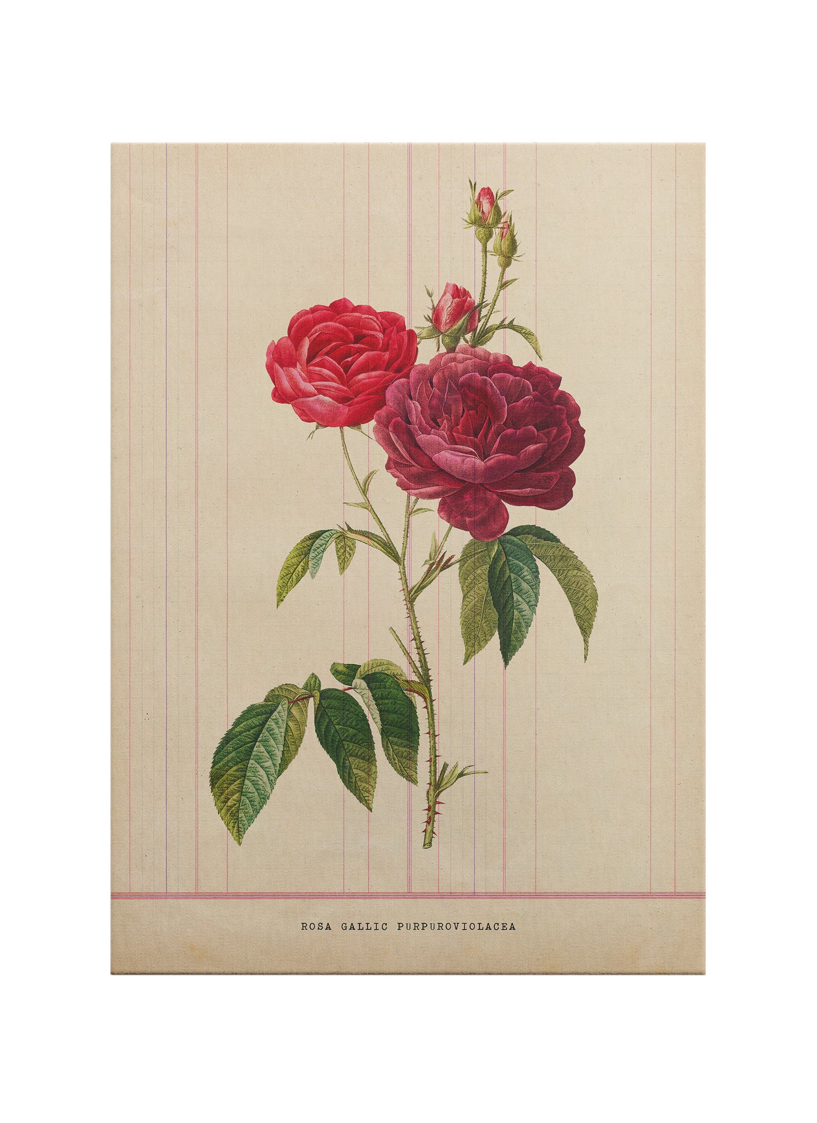 Vintage Botanik Gül İllüstrasyonu – Rosa Gallica