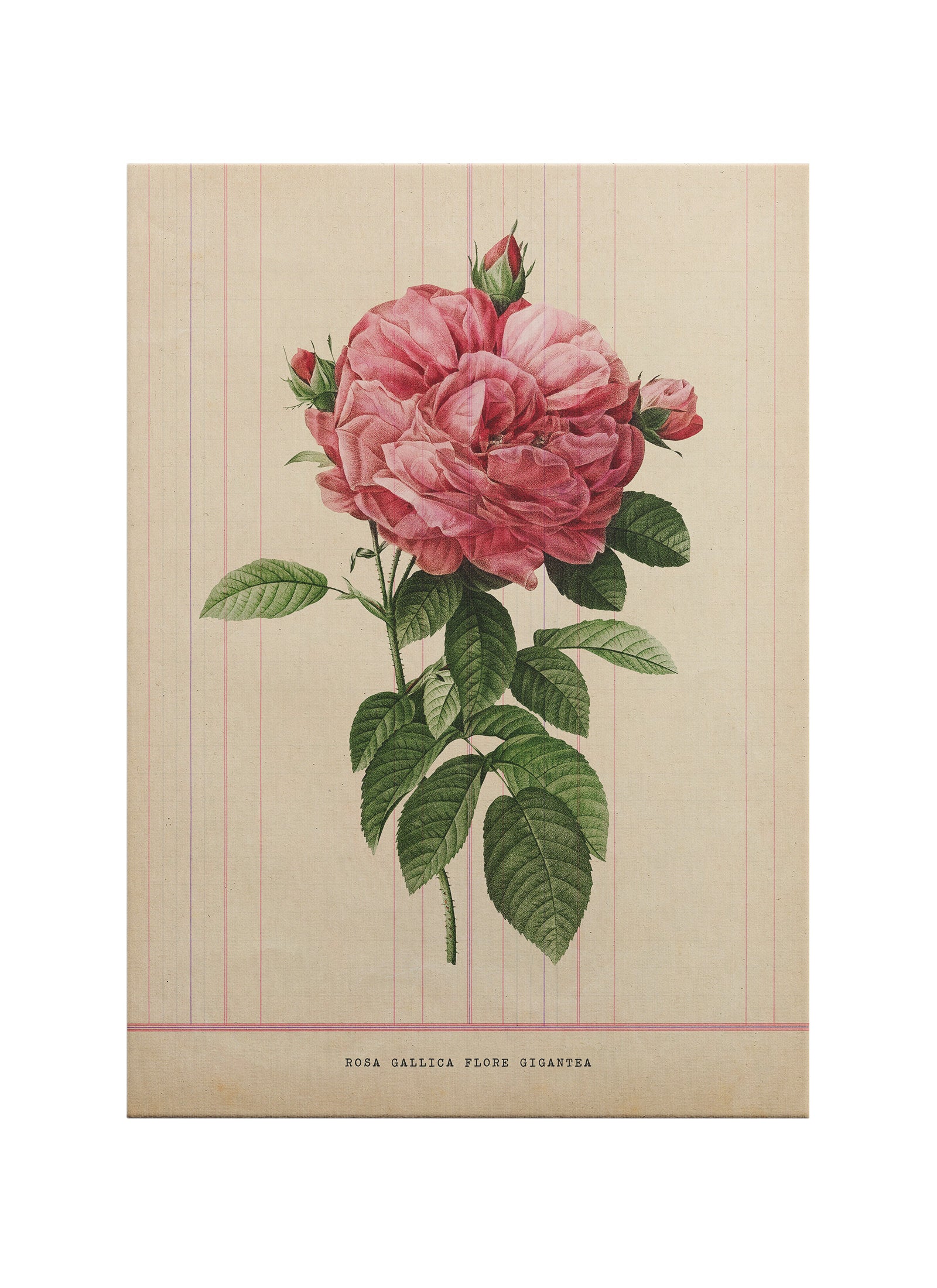 Vintage Botanik Gül İllüstrasyonu – Rosa Gallica Purpureoviolacea