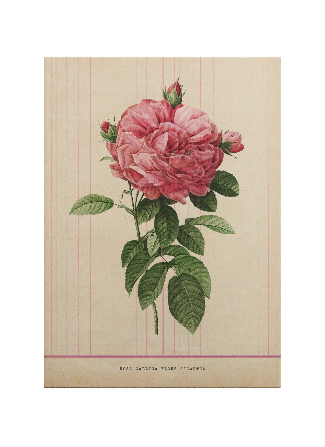 Vintage Botanik Gül İllüstrasyonu – Rosa Gallica Purpureoviolacea